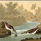 John James Audubon Famous Paintings - predators